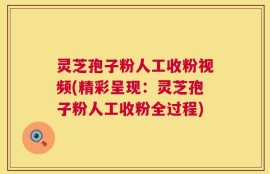 灵芝孢子粉人工收粉视频(精彩呈现：灵芝孢子粉人工收粉全过程)