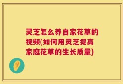 灵芝怎么养自家花草的视频(如何用灵芝提高家庭花草的生长质量)