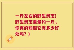 一斤左右的野生灵芝(野生灵芝重量约一斤，你真的知道它有多少好处吗？)
