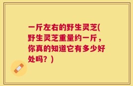 一斤左右的野生灵芝(野生灵芝重量约一斤，你真的知道它有多少好处吗？)