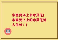 家里凳子上长木灵芝(家里凳子上的木灵芝惊人生长！)