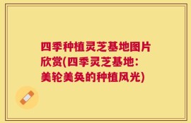 四季种植灵芝基地图片欣赏(四季灵芝基地：美轮美奂的种植风光)