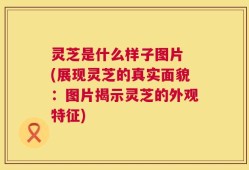 灵芝是什么样子图片 (展现灵芝的真实面貌：图片揭示灵芝的外观特征)