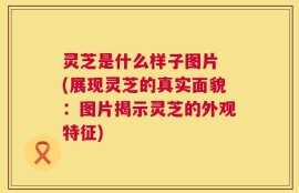 灵芝是什么样子图片 (展现灵芝的真实面貌：图片揭示灵芝的外观特征)