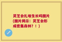 灵芝会扎堆生长吗图片(图片揭示：灵芝会形成密集森林？！)