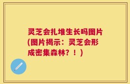 灵芝会扎堆生长吗图片(图片揭示：灵芝会形成密集森林？！)