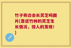 竹子旁边会长灵芝吗图片(靠近竹林的灵芝生长情况，惊人的发现！)