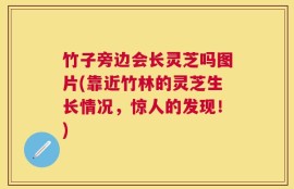 竹子旁边会长灵芝吗图片(靠近竹林的灵芝生长情况，惊人的发现！)