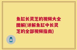 鱼缸长灵芝的视频大全图解(详解鱼缸中长灵芝的全部视频指南)