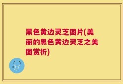 黑色黄边灵芝图片(美丽的黑色黄边灵芝之美图赏析)