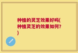 种植的灵芝效果好吗(种植灵芝的效果如何？)