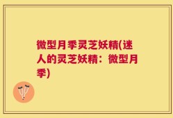 微型月季灵芝妖精(迷人的灵芝妖精：微型月季)