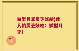 微型月季灵芝妖精(迷人的灵芝妖精：微型月季)