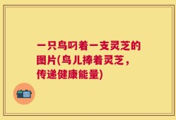 一只鸟叼着一支灵芝的图片(鸟儿捧着灵芝，传递健康能量)