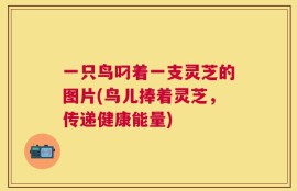 一只鸟叼着一支灵芝的图片(鸟儿捧着灵芝，传递健康能量)