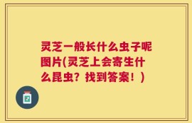 灵芝一般长什么虫子呢图片(灵芝上会寄生什么昆虫？找到答案！)