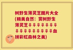 树野生薄灵芝图片大全(精美自然：赏树野生薄灵芝♀♀♀♀♀♀♀♀♀♀♀♀♀♀♀♀血拼彩虹森林之美)