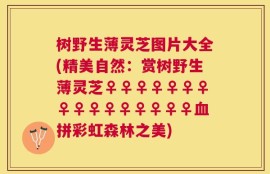 树野生薄灵芝图片大全(精美自然：赏树野生薄灵芝♀♀♀♀♀♀♀♀♀♀♀♀♀♀♀♀血拼彩虹森林之美)
