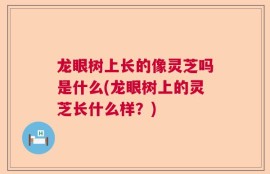 龙眼树上长的像灵芝吗是什么(龙眼树上的灵芝长什么样？)