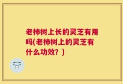 老柿树上长的灵芝有用吗(老柿树上的灵芝有什么功效？)