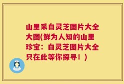 山里采白灵芝图片大全大图(鲜为人知的山里珍宝：白灵芝图片大全只在此等你探寻！)