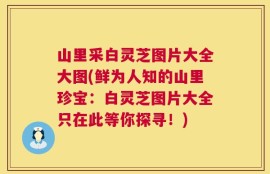 山里采白灵芝图片大全大图(鲜为人知的山里珍宝：白灵芝图片大全只在此等你探寻！)
