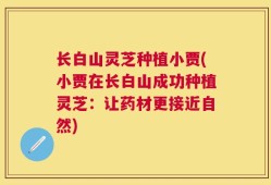 长白山灵芝种植小贾(小贾在长白山成功种植灵芝：让药材更接近自然)