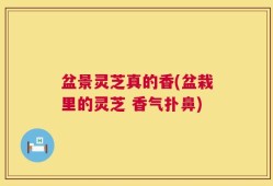 盆景灵芝真的香(盆栽里的灵芝 香气扑鼻)