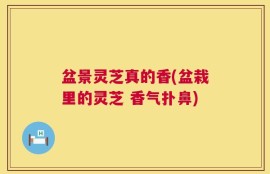 盆景灵芝真的香(盆栽里的灵芝 香气扑鼻)