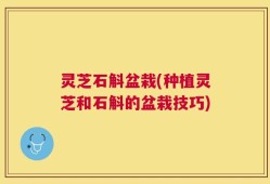 灵芝石斛盆栽(种植灵芝和石斛的盆栽技巧)