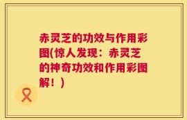 赤灵芝的功效与作用彩图(惊人发现：赤灵芝的神奇功效和作用彩图解！)