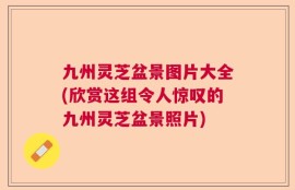 九州灵芝盆景图片大全(欣赏这组令人惊叹的九州灵芝盆景照片)