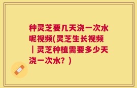 种灵芝要几天浇一次水呢视频(灵芝生长视频｜灵芝种植需要多少天浇一次水？)