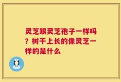 灵芝跟灵芝孢子一样吗？树干上长的像灵芝一样的是什么