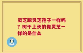 灵芝跟灵芝孢子一样吗？树干上长的像灵芝一样的是什么