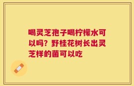 喝灵芝孢子喝柠檬水可以吗？野桂花树长出灵芝样的菌可以吃