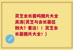 灵芝会长菌吗图片大全高清(灵芝与会长菌区别大？看这！！灵芝会长菌图片大全！)