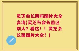 灵芝会长菌吗图片大全高清(灵芝与会长菌区别大？看这！！灵芝会长菌图片大全！)
