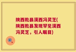 陕西乾县漠西冯灵芝(陕西乾县发现罕见漠西冯灵芝，引人瞩目)
