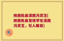 陕西乾县漠西冯灵芝(陕西乾县发现罕见漠西冯灵芝，引人瞩目)
