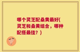 哪个灵芝配桑黄最好(灵芝和桑黄组合，哪种配搭最佳？)