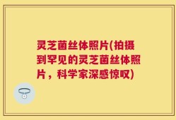 灵芝菌丝体照片(拍摄到罕见的灵芝菌丝体照片，科学家深感惊叹)