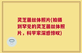 灵芝菌丝体照片(拍摄到罕见的灵芝菌丝体照片，科学家深感惊叹)