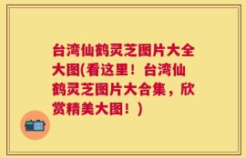 台湾仙鹤灵芝图片大全大图(看这里！台湾仙鹤灵芝图片大合集，欣赏精美大图！)