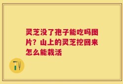 灵芝没了孢子能吃吗图片？山上的灵芝挖回来怎么能栽活