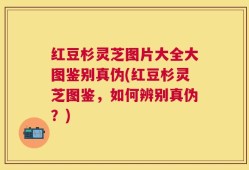 红豆杉灵芝图片大全大图鉴别真伪(红豆杉灵芝图鉴，如何辨别真伪？)