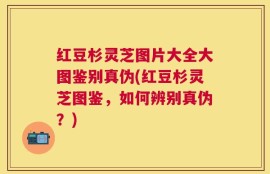 红豆杉灵芝图片大全大图鉴别真伪(红豆杉灵芝图鉴，如何辨别真伪？)