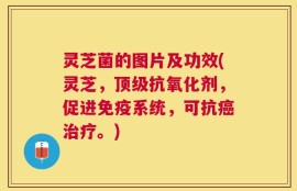 灵芝菌的图片及功效(灵芝，顶级抗氧化剂，促进免疫系统，可抗癌治疗。)
