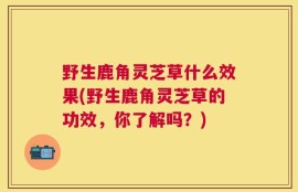 野生鹿角灵芝草什么效果(野生鹿角灵芝草的功效，你了解吗？)