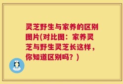 灵芝野生与家养的区别图片(对比图：家养灵芝与野生灵芝长这样，你知道区别吗？)